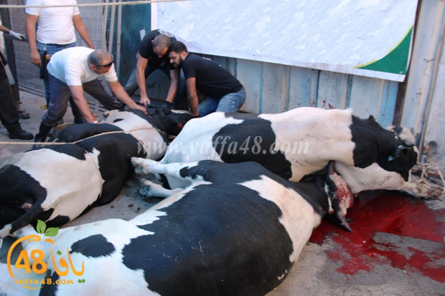 ada7y mashrot3 (8).JPG